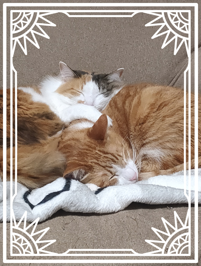 猫